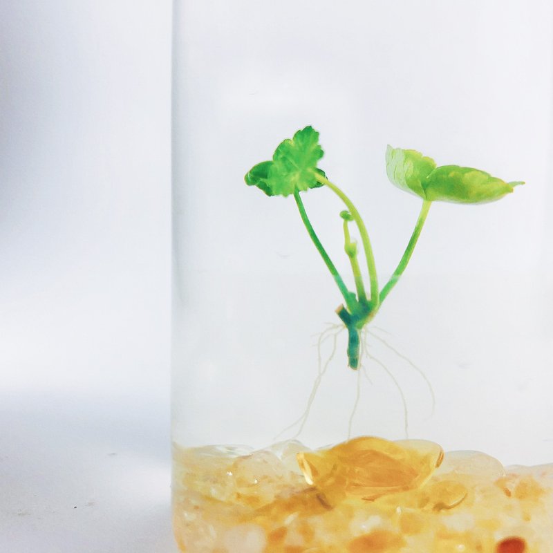 【小叶铜钱草】黄水晶装饰款 招财水草 热卖款 - 植栽/盆栽 - 玻璃 透明