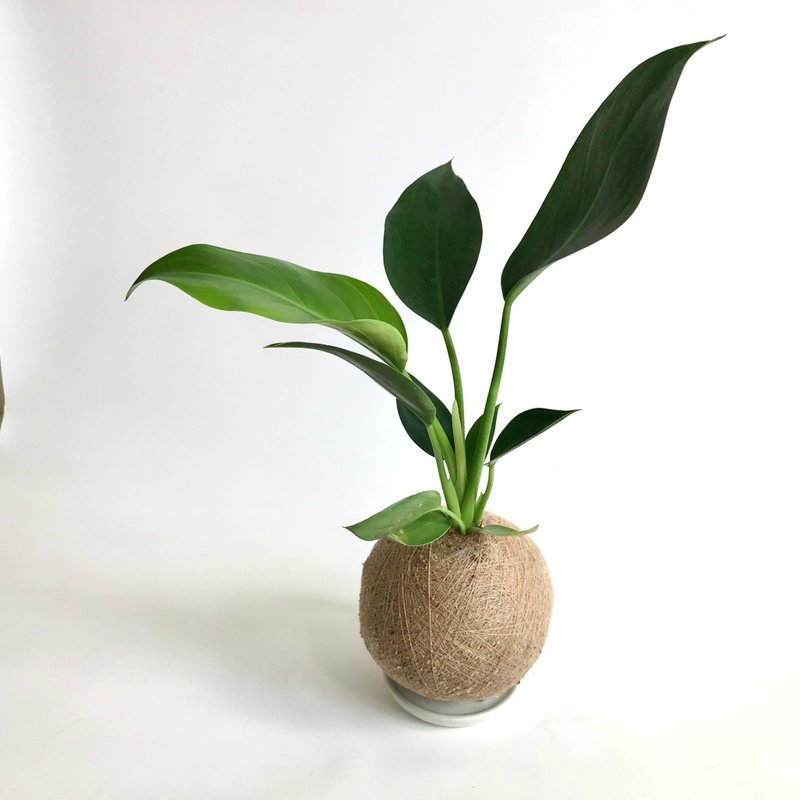 金钻蔓绿绒 / 绿钻帝王蔓绿绒 手作植栽苔球 - 植栽/盆栽 - 植物．花 