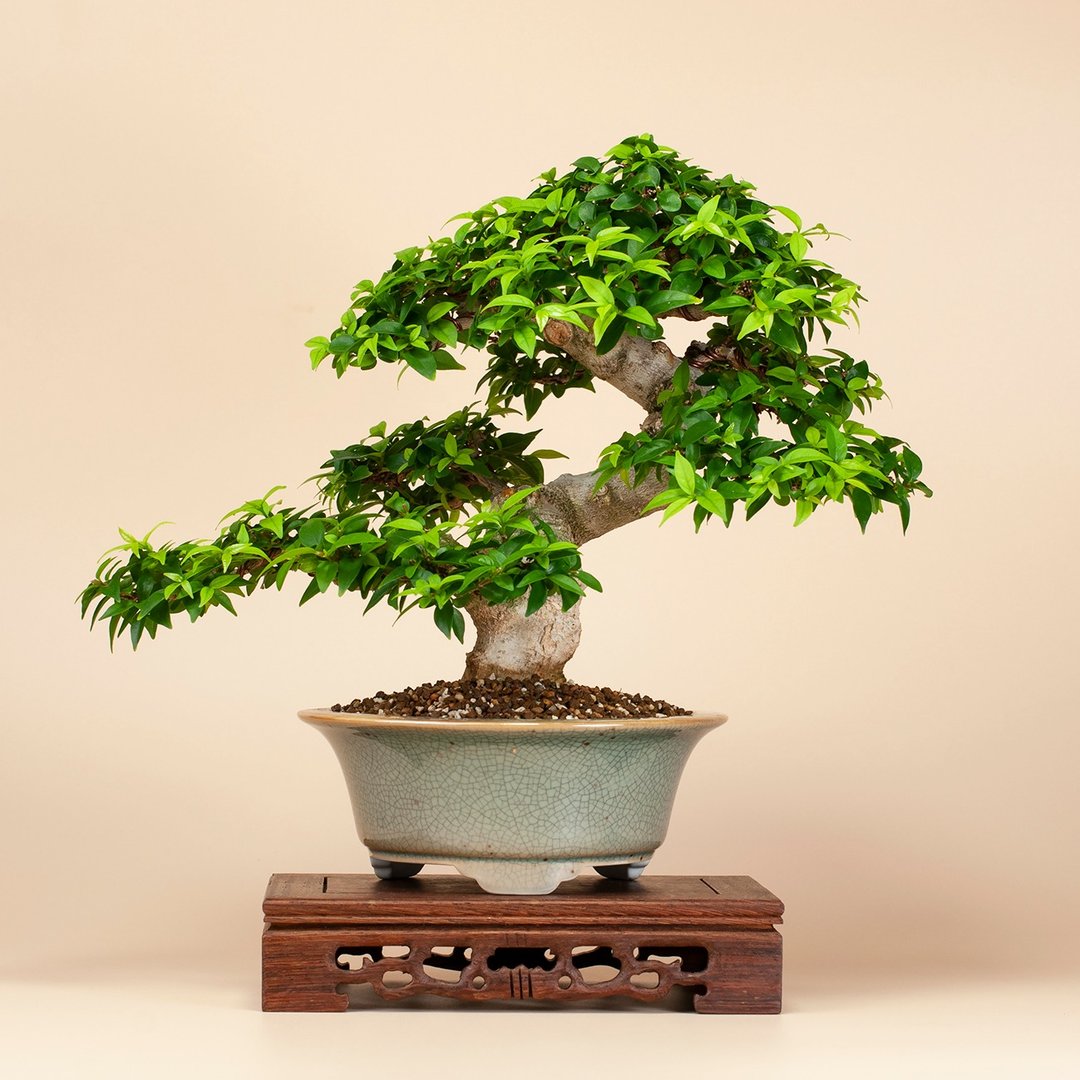 【小品盆栽】姬香水梅 盆景造型 送礼植物 - 植栽/盆栽 - 植物．花 