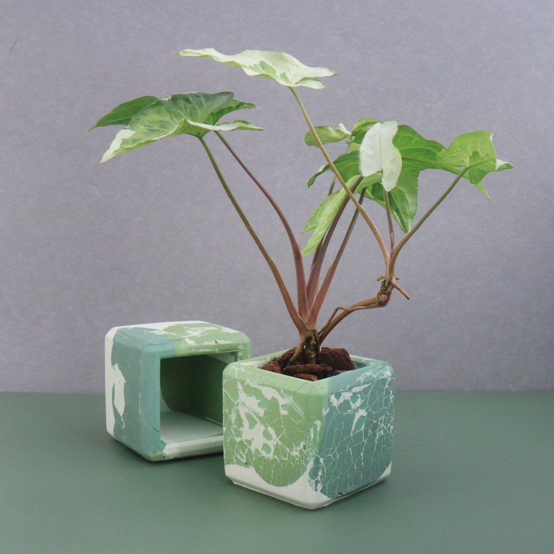 斑叶大理石【多边形水泥盆】 - 植栽/盆栽 - 水泥 