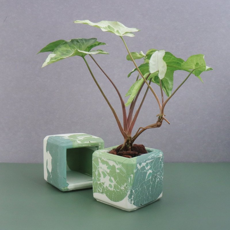 斑叶大理石【多边形水泥盆】 - 植栽/盆栽 - 水泥 