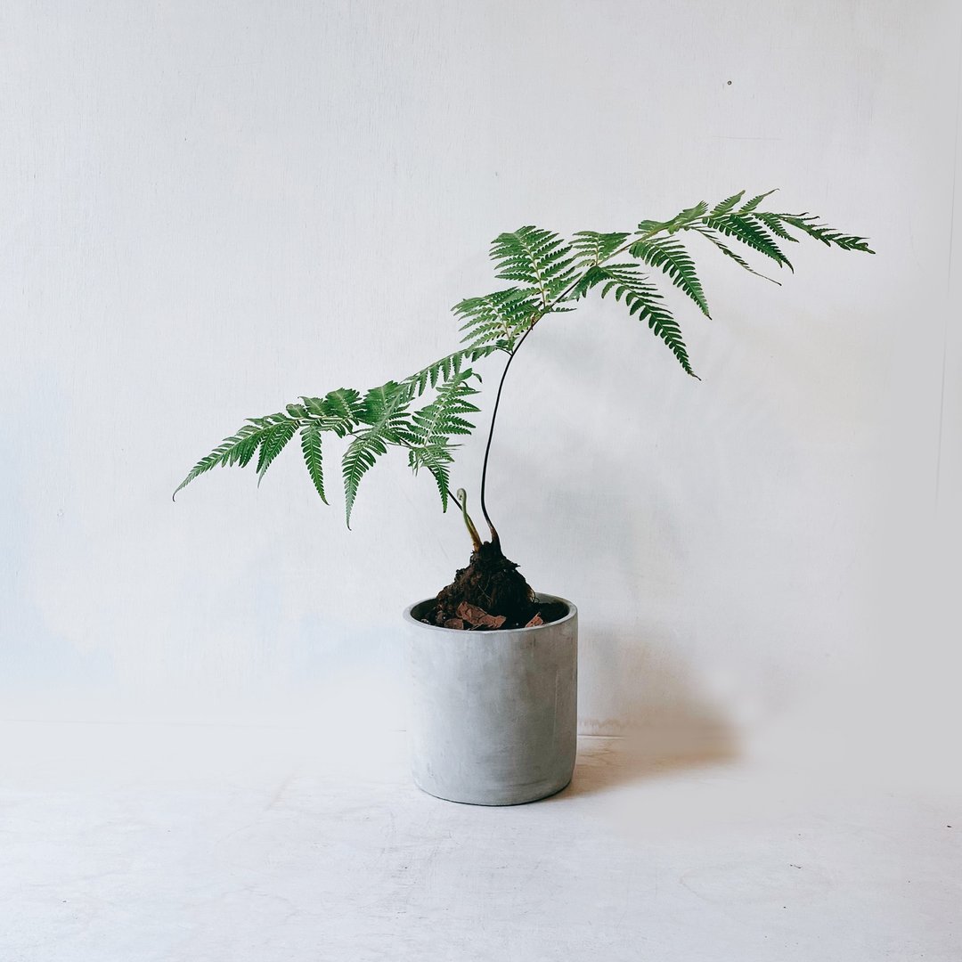 盆空间・金狗毛蕨 室内观赏植物绿化盆栽植栽 水泥盆 - 植栽/盆栽 - 植物．花 