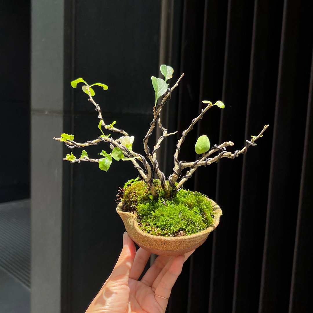 日本长寿梅∣迷你盆景 - 植栽/盆栽 - 陶 