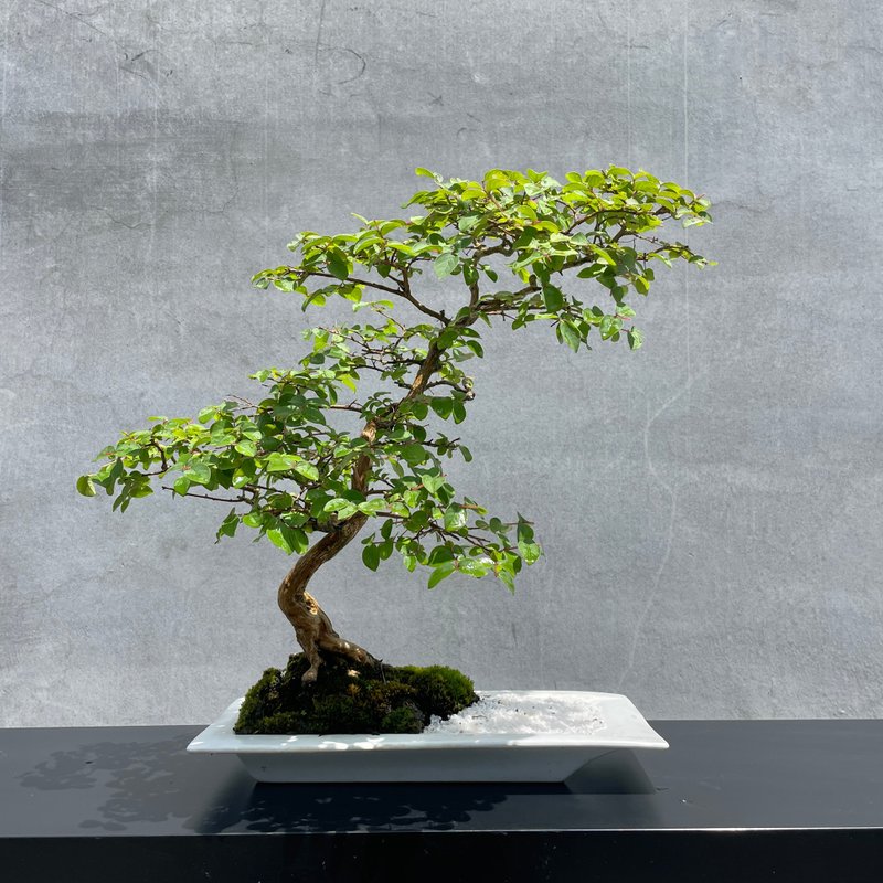 盆栽-紫薇 百日红 盆景 送礼 - 植栽/盆栽 - 植物．花 