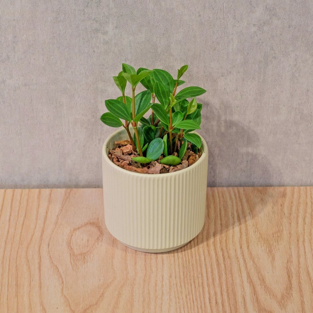 翡翠椒草 莫兰迪色系直纹陶盆 室内植物 观叶植物 礼物 盆栽 - 植栽/盆栽 - 植物．花 黄色