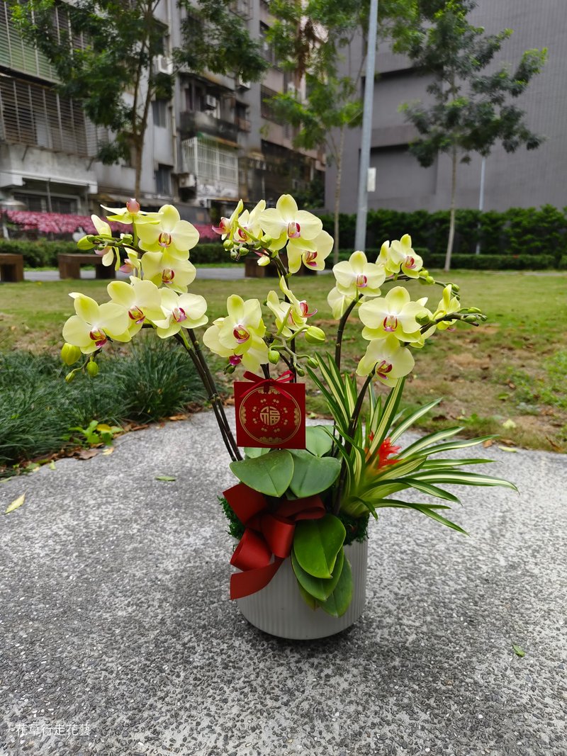 哇沙米蝴蝶兰盆栽 - 植栽/盆栽 - 植物．花 
