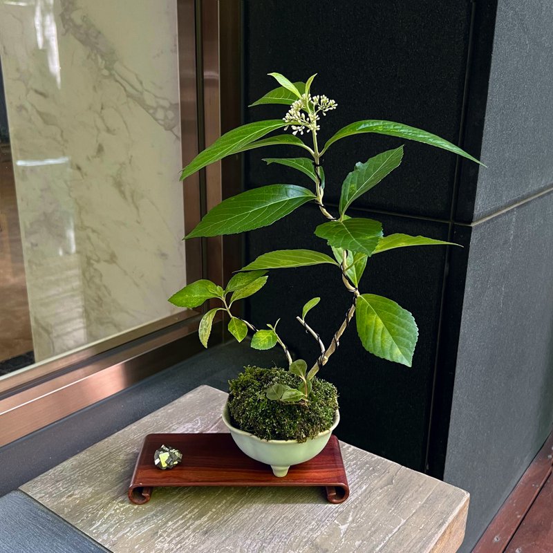 朝鲜紫珠∣青瓷花形钵 中品盆栽 开花中 - 植栽/盆栽 - 陶 
