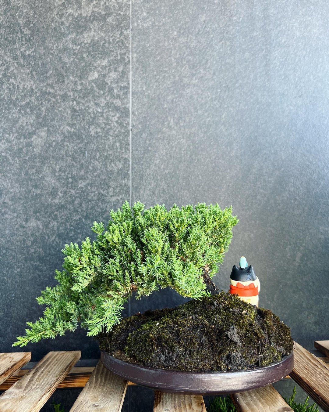 新西兰珍珠柏Juniperus chinensis| 盆景 植物 多肉植物 bonsai - 植栽/盆栽 - 植物．花 绿色