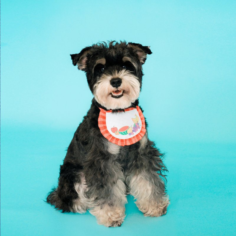 宠物围兜 猫狗口水巾 印花 定制花边 - 衣/帽 - 其他材质 多色