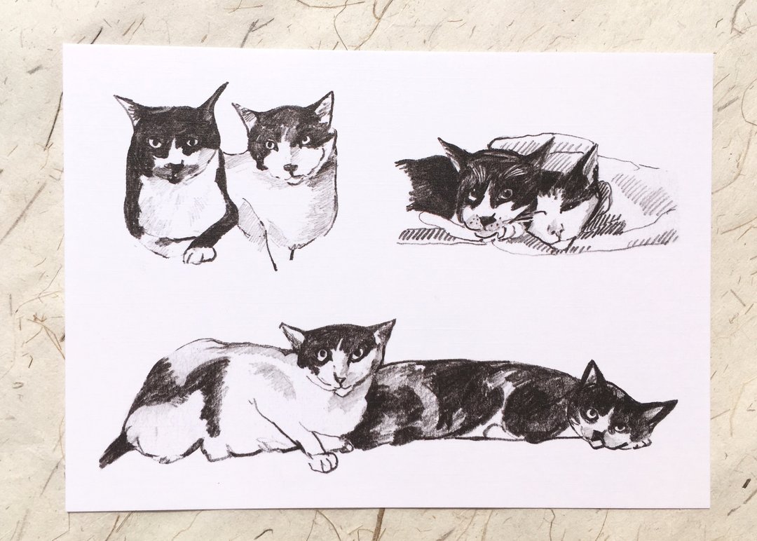 猫的表情系列明信片组4入 - 卡片/明信片 - 纸 白色