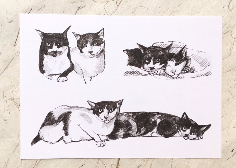 猫的表情系列明信片组4入 - 卡片/明信片 - 纸 白色