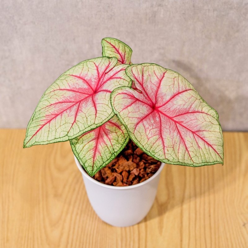 白皇后 彩叶芋 日式塑陶盆 室内植物 观叶植物 礼物 办公室小物 - 植栽/盆栽 - 植物．花 