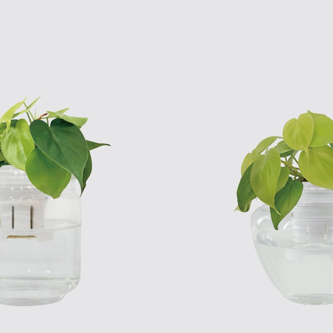 │ 玻璃系列 │ 心叶蔓绿绒 - 厨浴植物 水耕盆栽 空气净化 - 植栽/盆栽 - 玻璃 