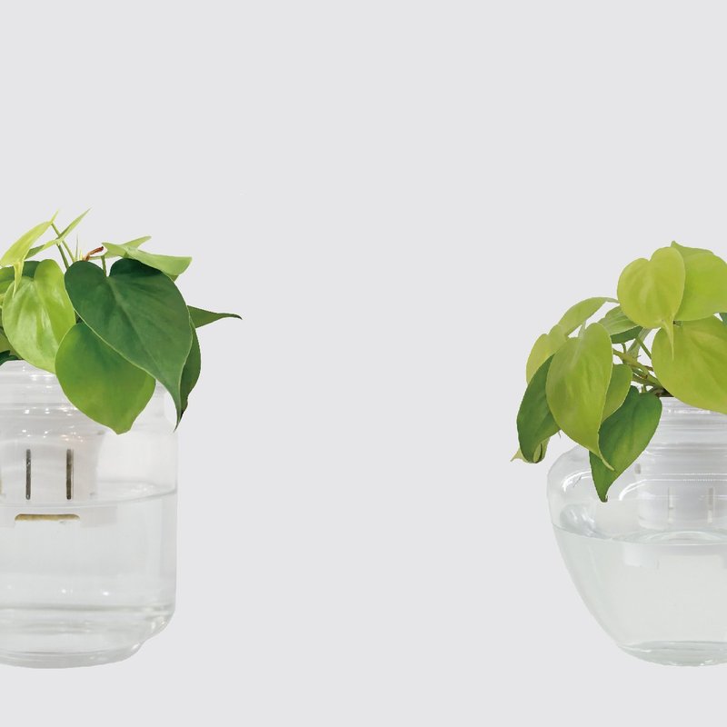 │ 玻璃系列 │ 心叶蔓绿绒 - 厨浴植物 水耕盆栽 空气净化 - 植栽/盆栽 - 玻璃 