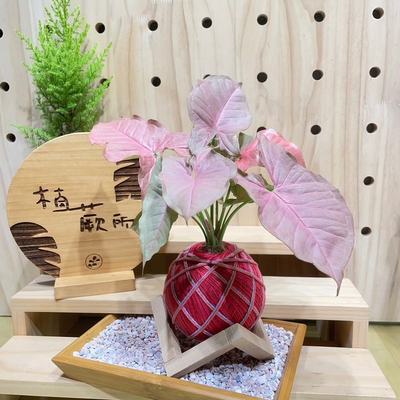 【植蕨所在】粉红佳人合果芋 水苔球 室内植物 观赏植物 开店送礼 - 植栽/盆栽 - 植物．花 
