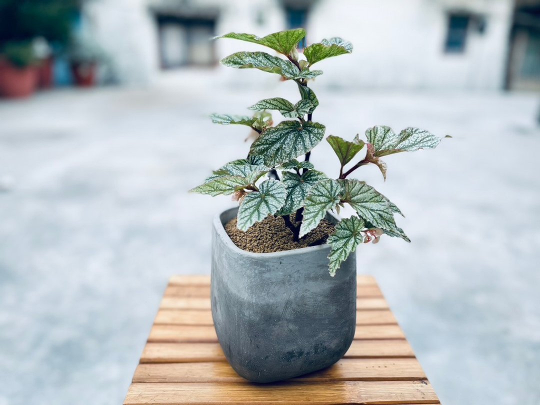 白霜秋海棠 l  中品观叶盆栽  室内植栽 礼物 开幕盆栽 - 植栽/盆栽 - 植物．花 