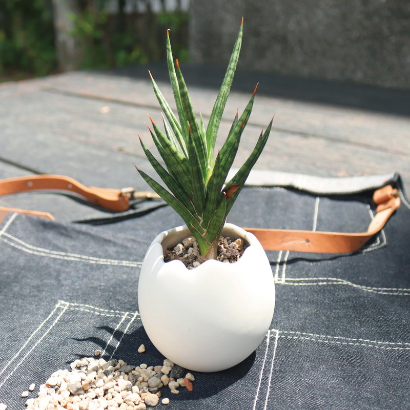 【鸡蛋哲学】蛋型盆器+多肉植物 组盆 - 植栽/盆栽 - 陶 