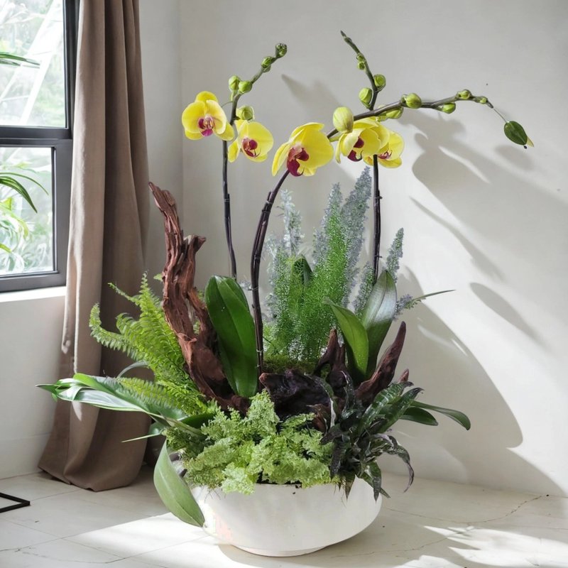 蝴蝶兰3棵及造型木植物盆景 GF00185 - 植栽/盆栽 - 植物．花 