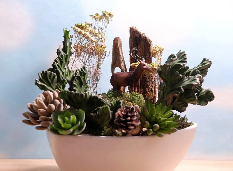 绿植干燥花多肉：探索山林 祝贺盆栽 /  Potted plants - 植栽/盆栽 - 植物．花 绿色