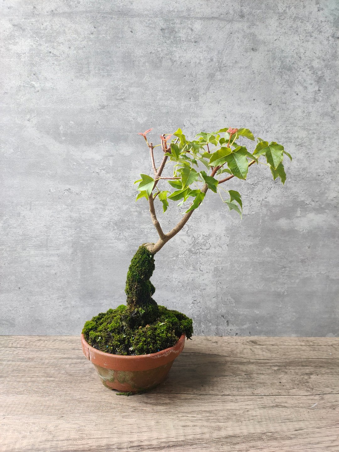三角枫   植物 盆栽 - 植栽/盆栽 - 植物．花 