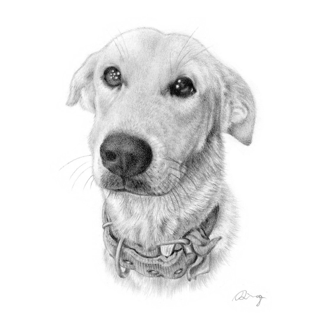 黑白素描宠物猫狗 订制画 肖像画 定制画 宠物画 1~2只 - 订制画像 - 纸 灰色