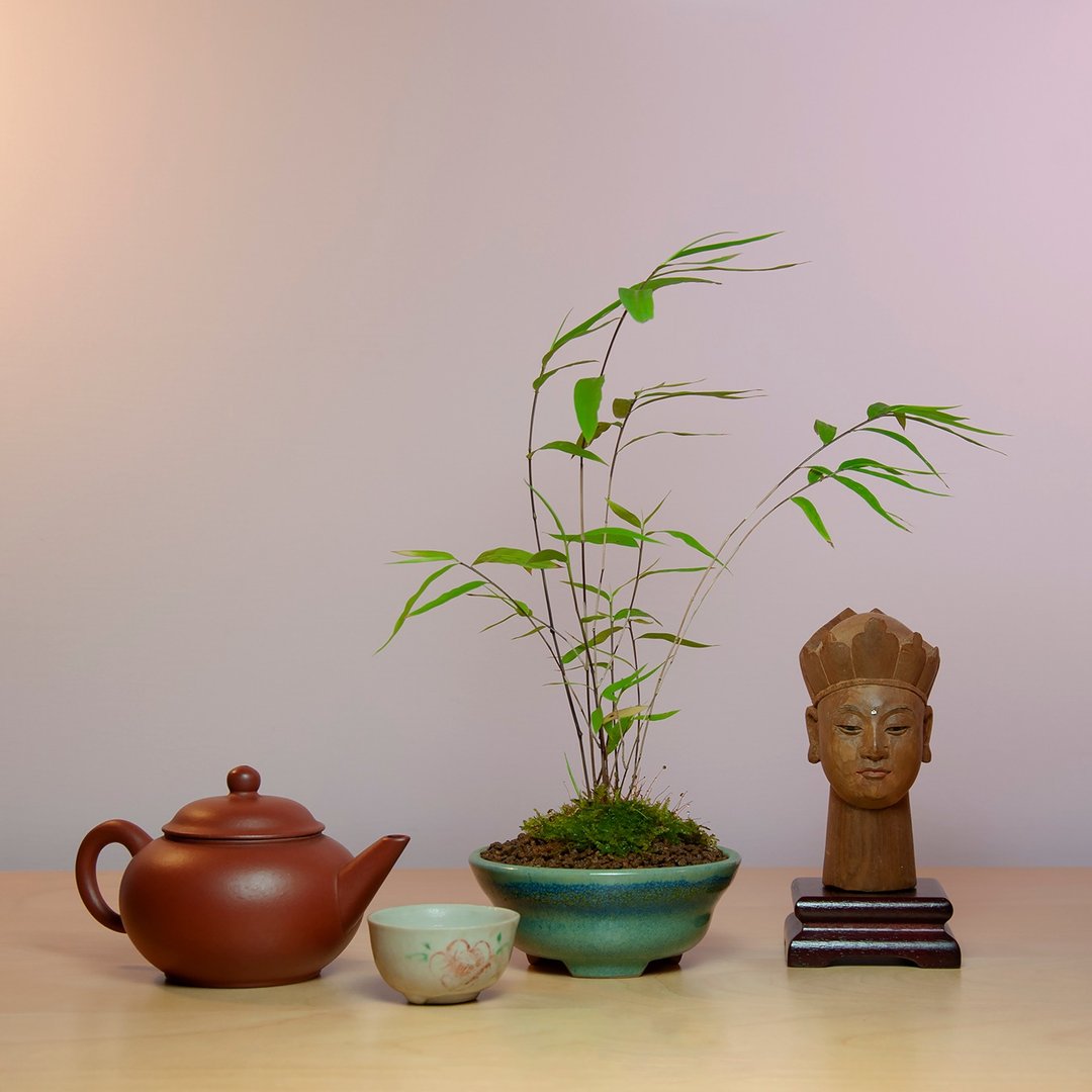 小品盆景/内门竹 - 植栽/盆栽 - 植物．花 