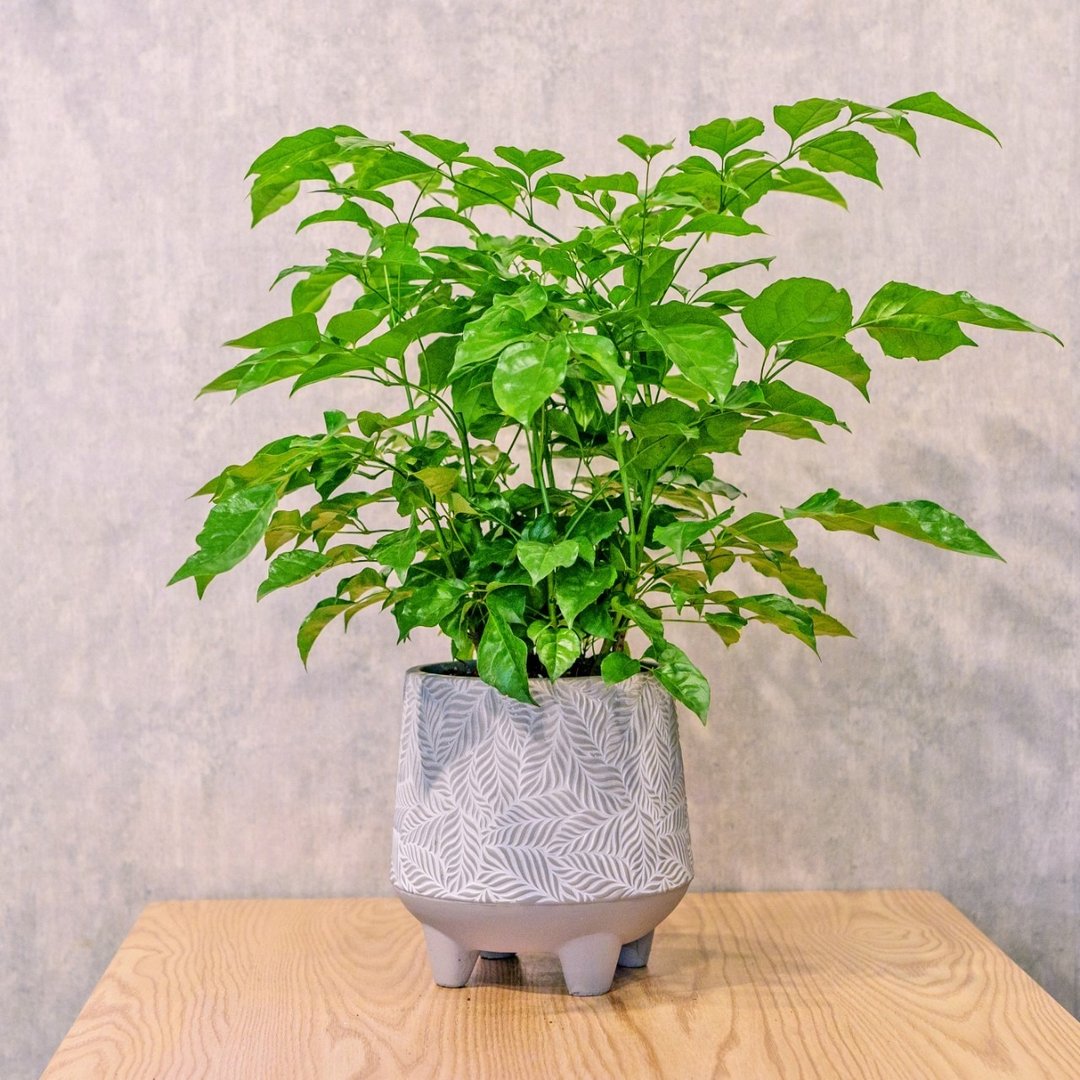 旺旺树 发财树 大树叶纹 水泥盆栽 桌上盆栽 开幕送礼 乔迁礼物 - 植栽/盆栽 - 植物．花 