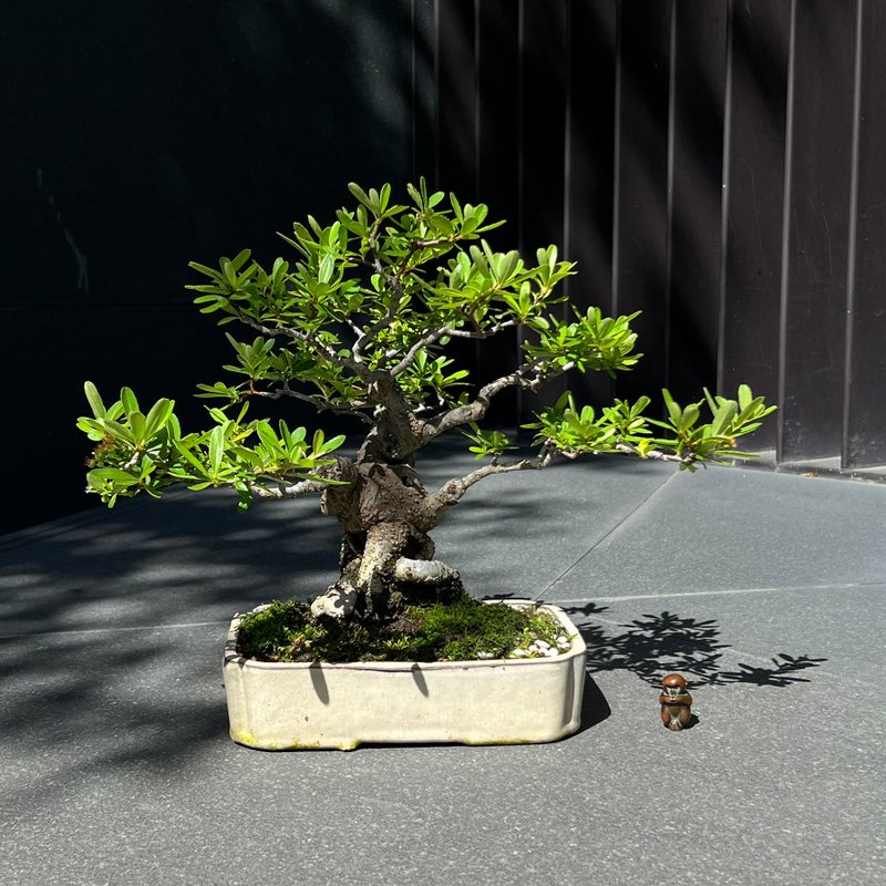红果状元红∣小品盆景 贵风盆栽 - 植栽/盆栽 - 陶 