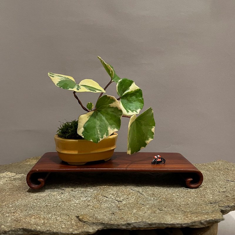 浮云锦 粉红橐吾∣ツワブキ 陀寂风格 罕见山野草 - 植栽/盆栽 - 瓷 