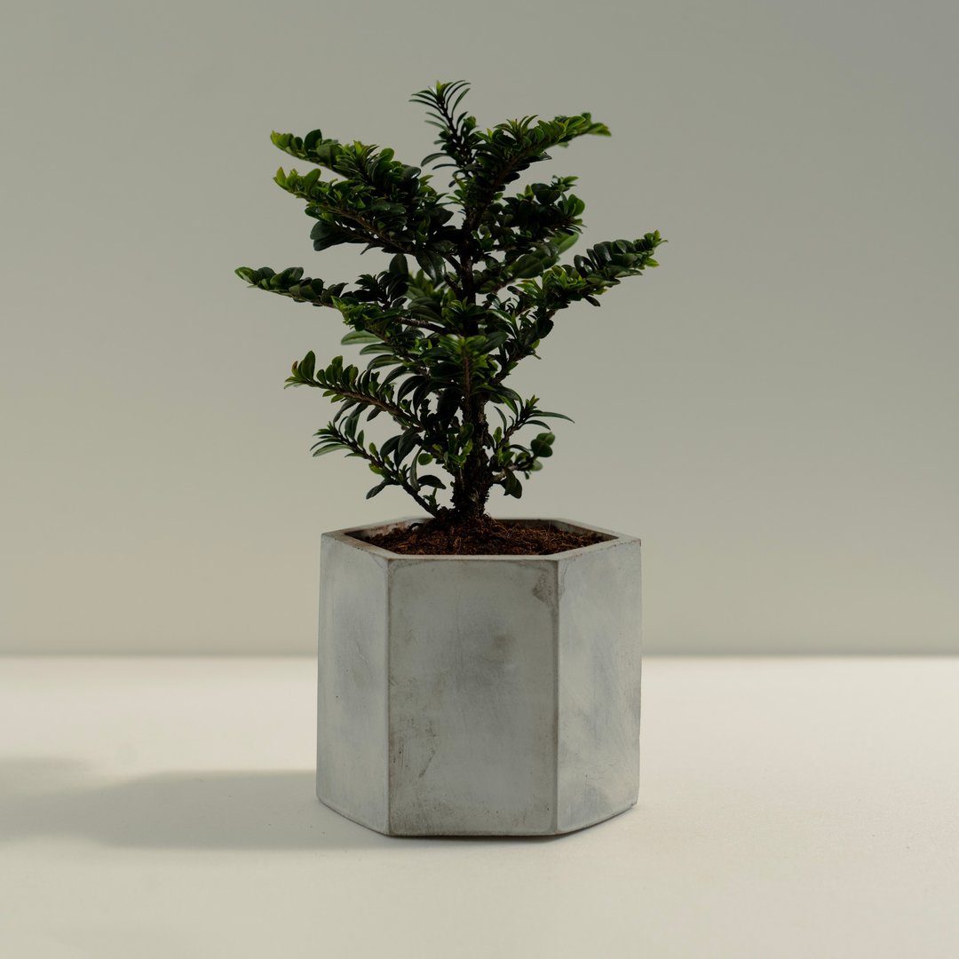 翠米茶│泥作系列│福所栽 - 植栽/盆栽 - 水泥 绿色