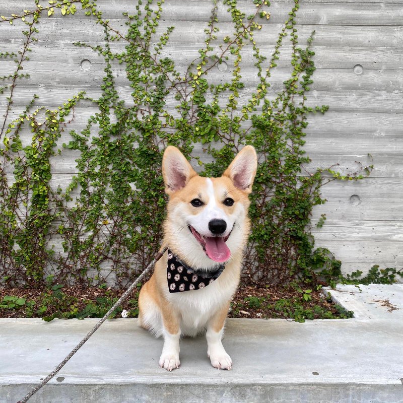 自选布料订制款 宠物领巾 前后两面使用 - 衣/帽 - 棉．麻 多色