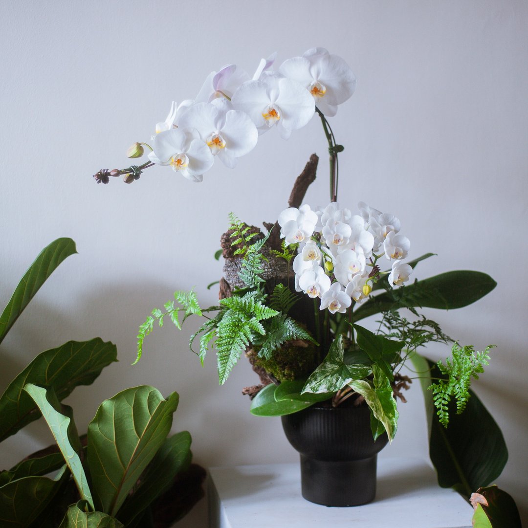 白霭 兰花观叶盆栽 | 荣升 | 开幕送礼 | 居家布置 - 植栽/盆栽 - 植物．花 白色