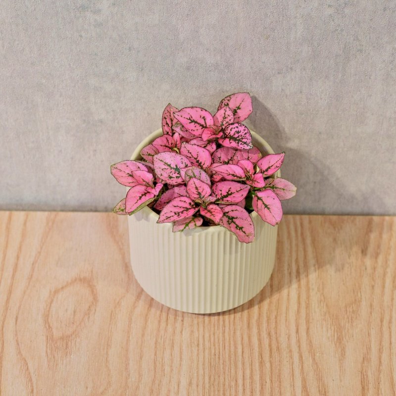 嫣粉蔓 莫兰迪色系直纹陶盆 室内植物 观叶植物 礼物 盆栽 - 植栽/盆栽 - 植物．花 黄色