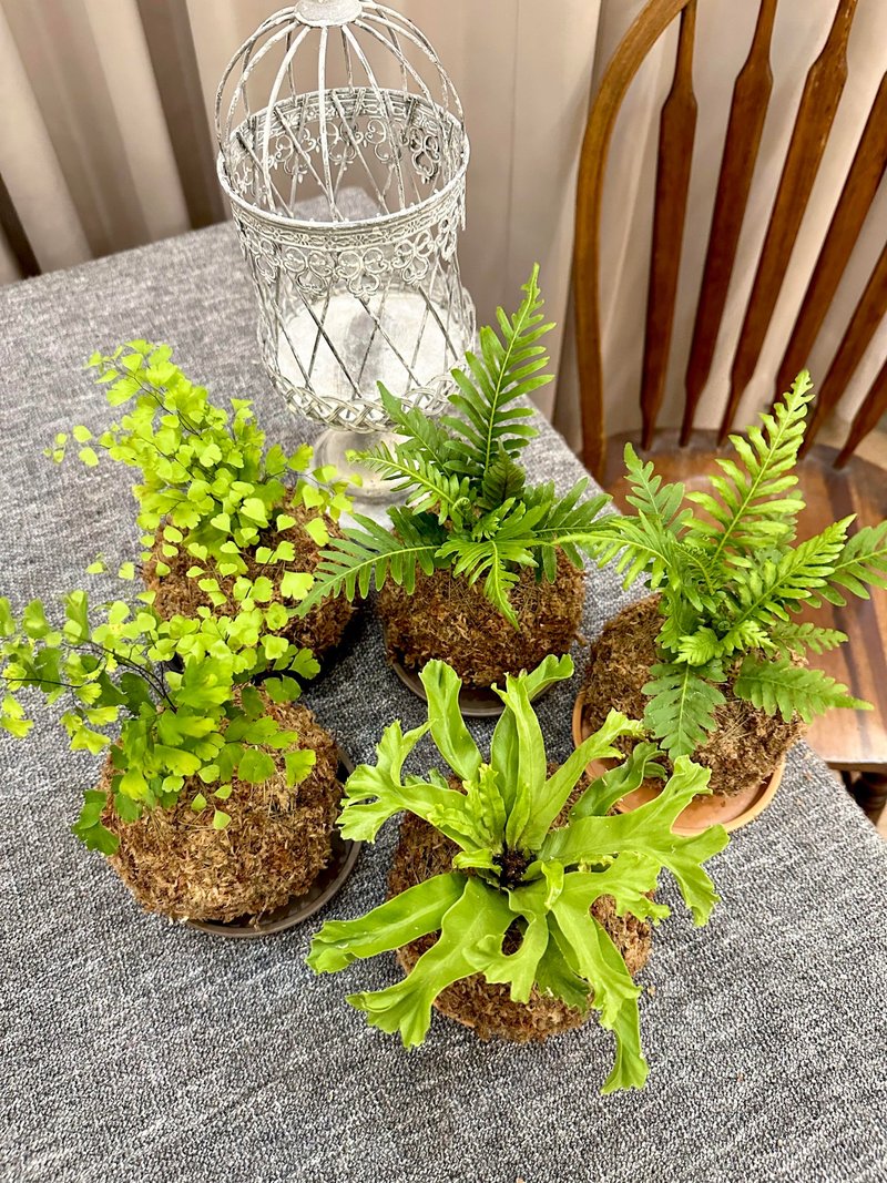 【观叶苔球】水苔球 居家植物 观叶植物 室内植物 开幕送礼 - 植栽/盆栽 - 植物．花 