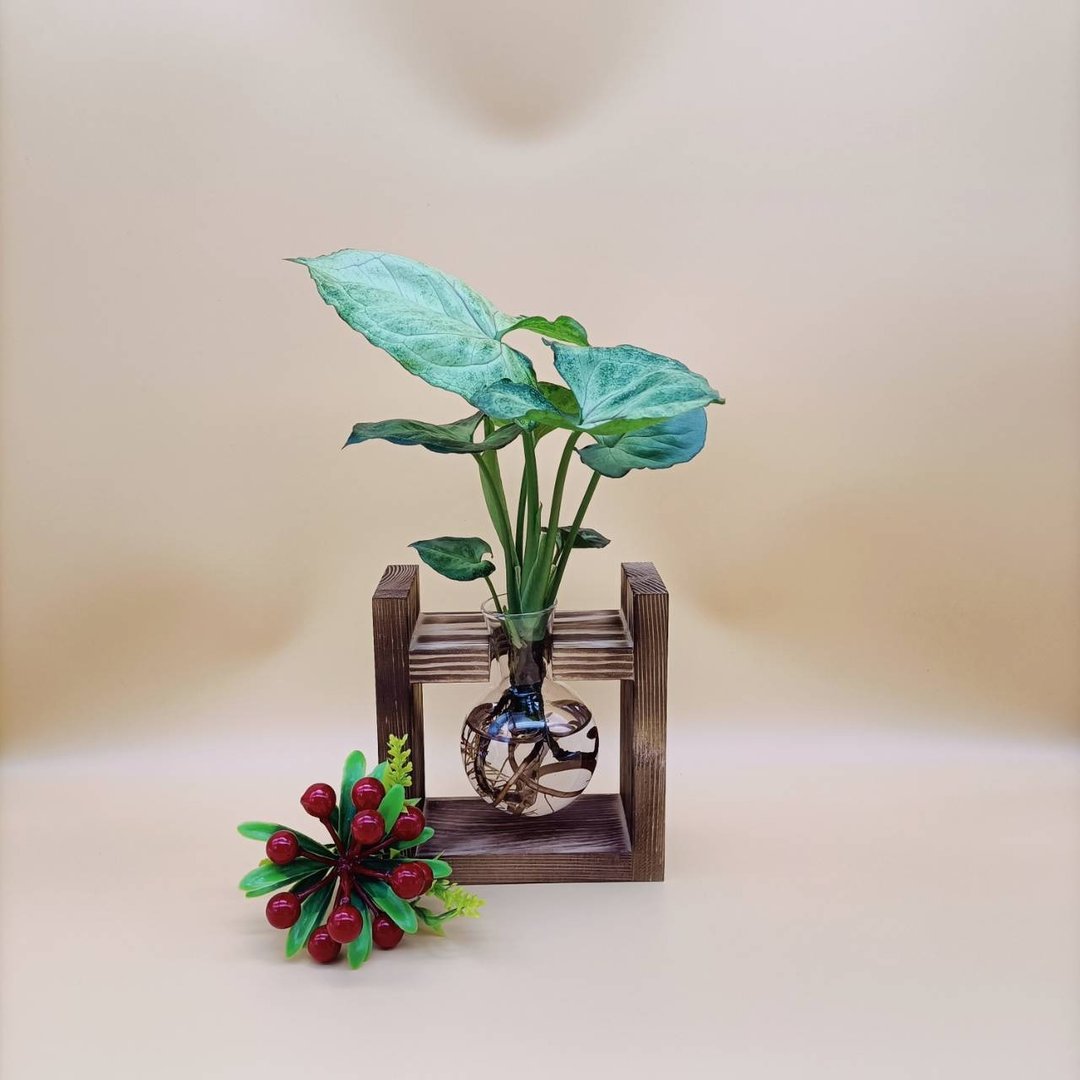 水培植物 合果芋 净化空气 懒人植栽 创意木架 室内植物 - 植栽/盆栽 - 木头 咖啡色