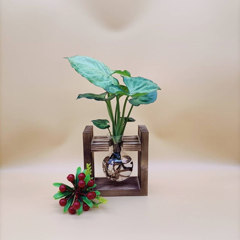水培植物 合果芋 净化空气 懒人植栽 创意木架 室内植物 - 植栽/盆栽 - 木头 咖啡色