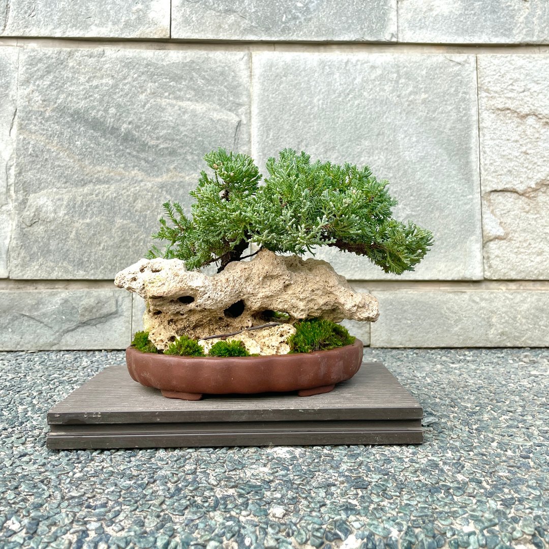 小品盆栽-珍珠柏 - 植栽/盆栽 - 植物．花 