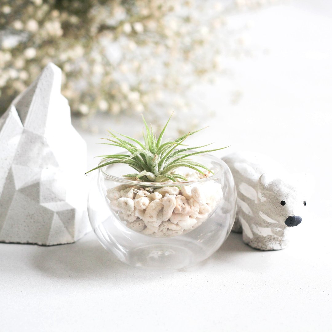 PIM小明星组合/玻璃球空凤组&北极熊&冰山/Pim小明星/ - 植栽/盆栽 - 植物．花 绿色