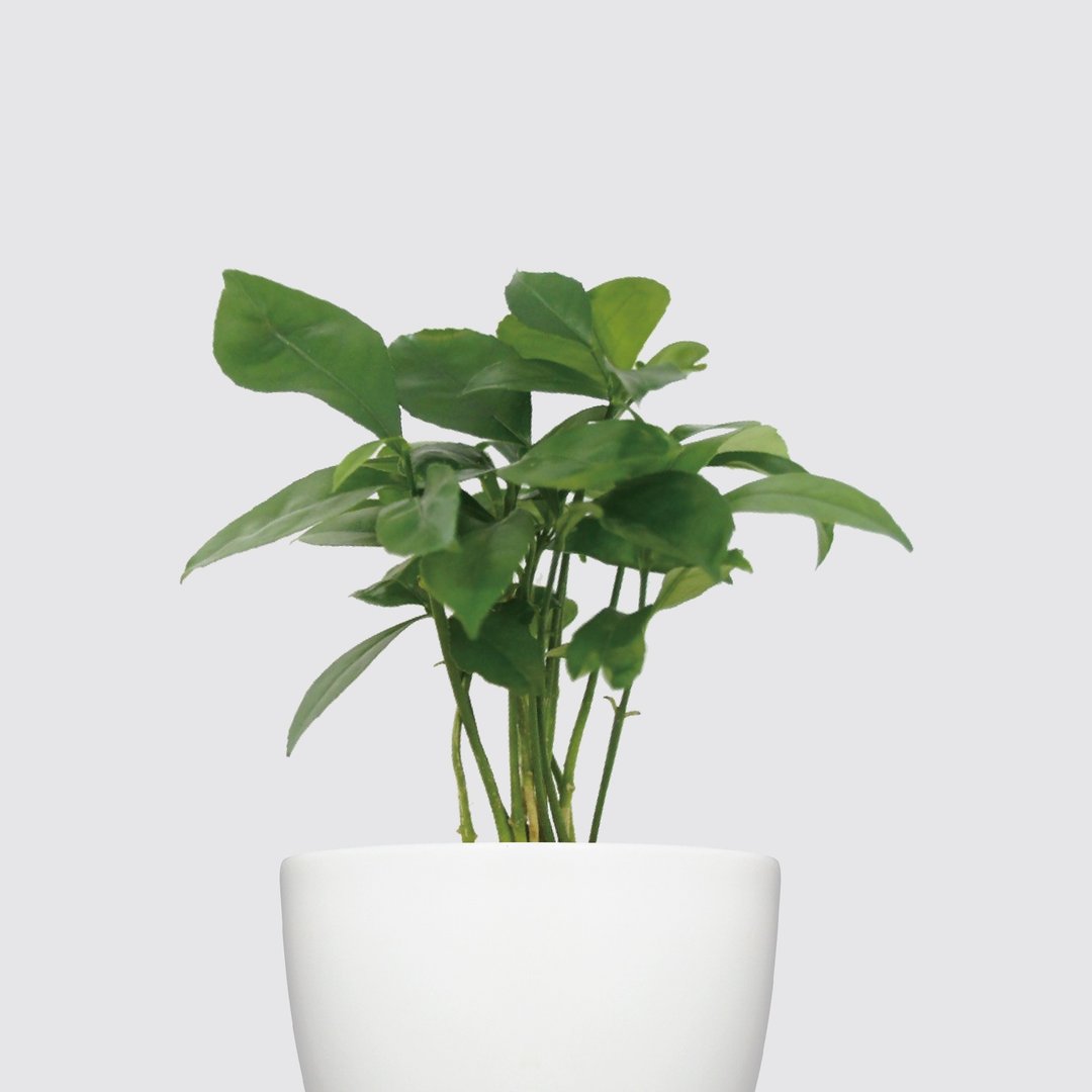 │ 犀力系列 │ 柚子叶 - 水耕盆栽 自动补水 室内植物 - 植栽/盆栽 - 植物．花 白色
