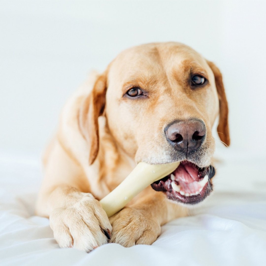 洁牙骨   趣啃骨史迪克 (小中大型犬 / 4尺寸)  宠物玩具 - 玩具 - 其他材质 