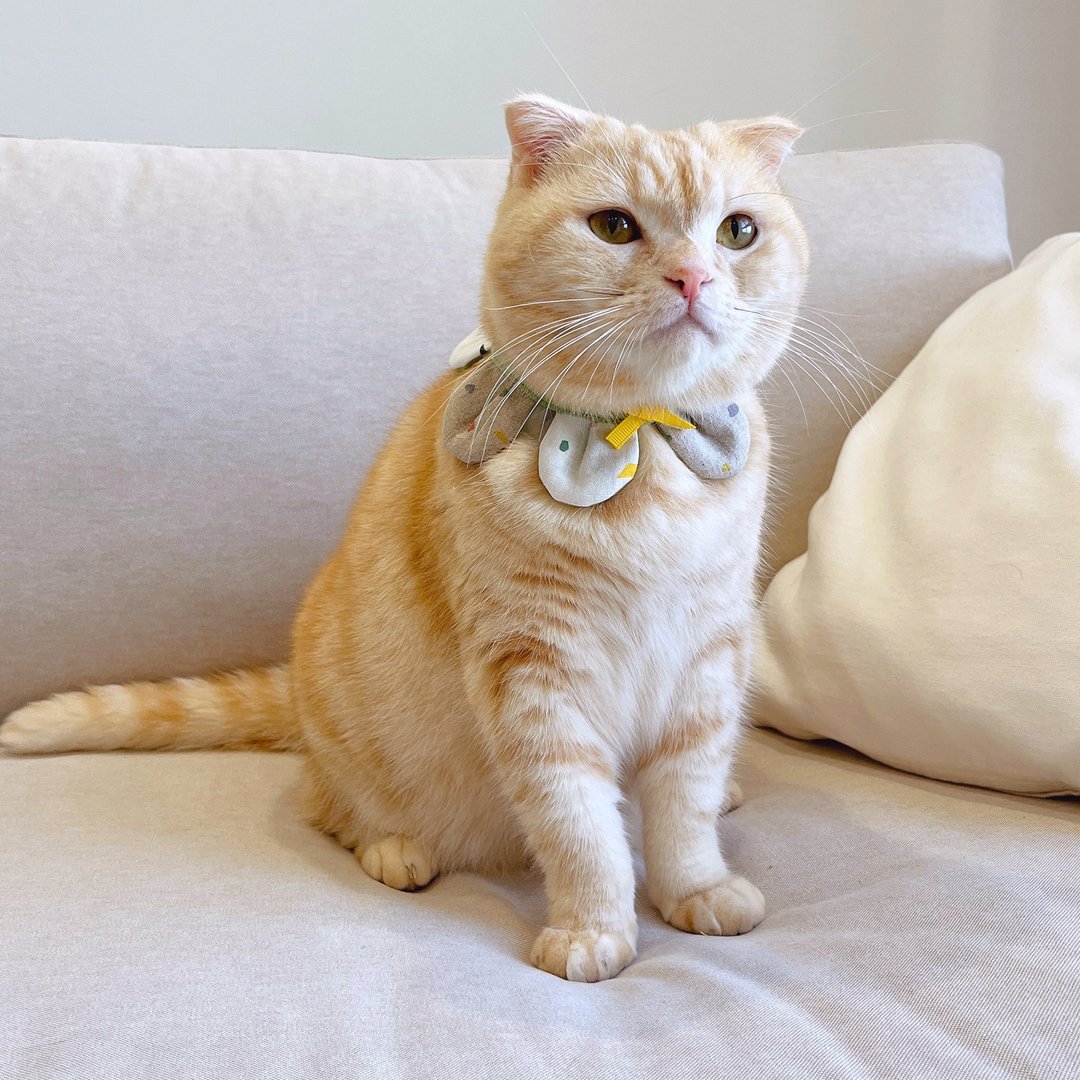 【恰氏手作】水磨石间色mini花瓣 宠物领巾宠物项圈猫咪狗狗 - 衣/帽 - 棉 