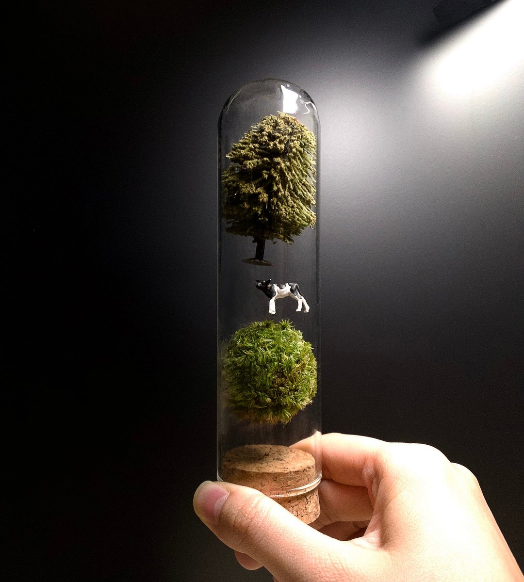 【跟地心吸力对抗的盆栽】反重力苔玉-被吸走的乳牛 - 植栽/盆栽 - 植物．花 绿色