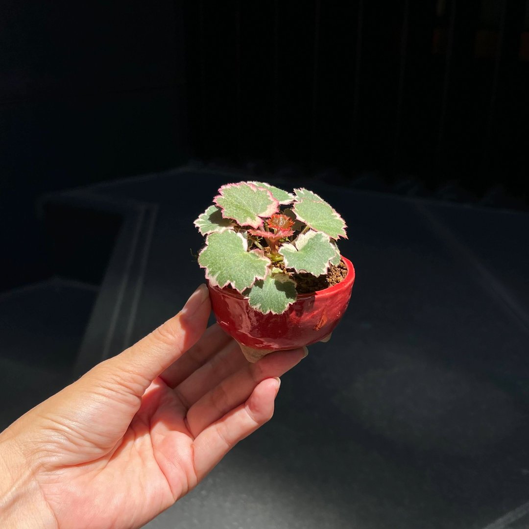 日本御所车虎耳草∣特殊山野草-祥石豆盆钵 豆盆栽 - 植栽/盆栽 - 陶 