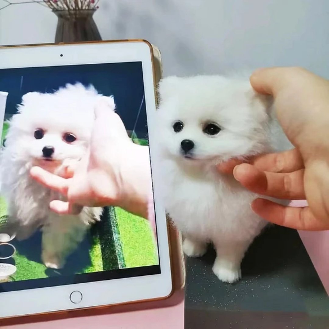 定制 逼真犬 毛孩 宠物 博美犬 羊毛毡 娃娃 似颜绘 纪念 狗狗 g5 - 玩具 - 羊毛 多色