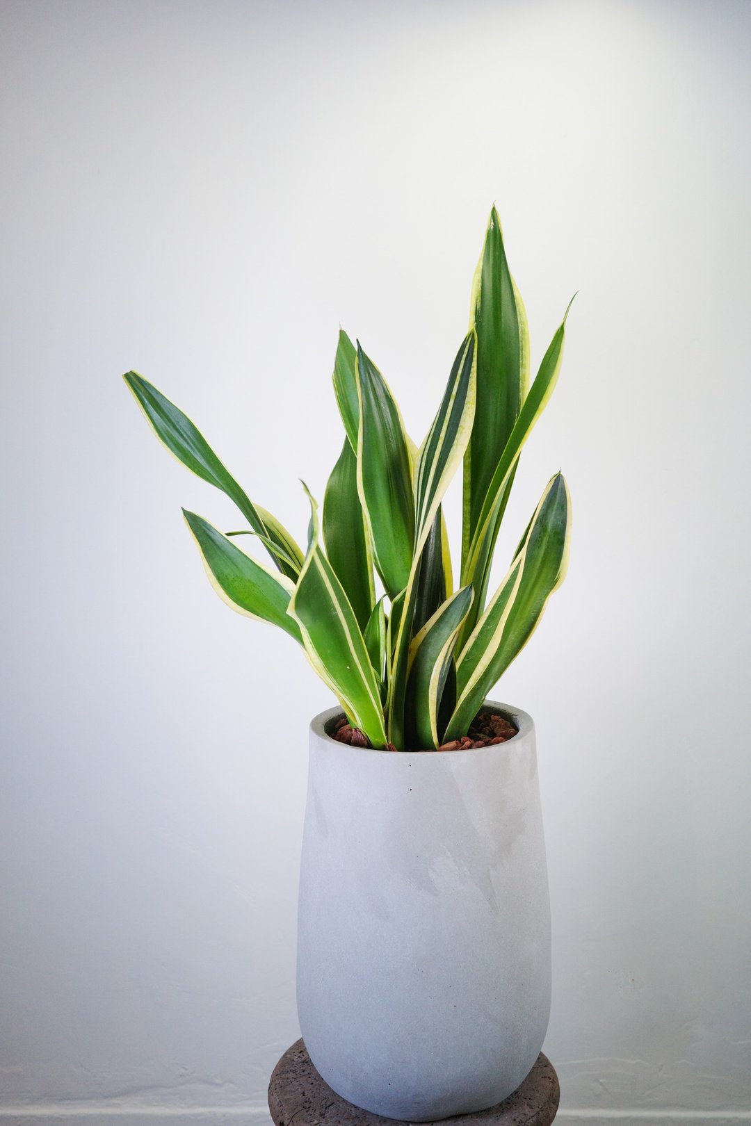 虎尾兰│一植一拍│有植 Yuzhi - 植栽/盆栽 - 植物．花 