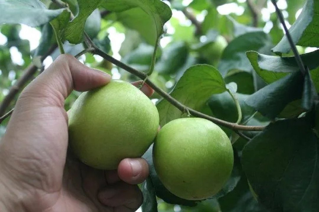 【枣乐子】桧木蜜枣(超大)5斤手提礼盒(含运) - 其他 - 其他材质 