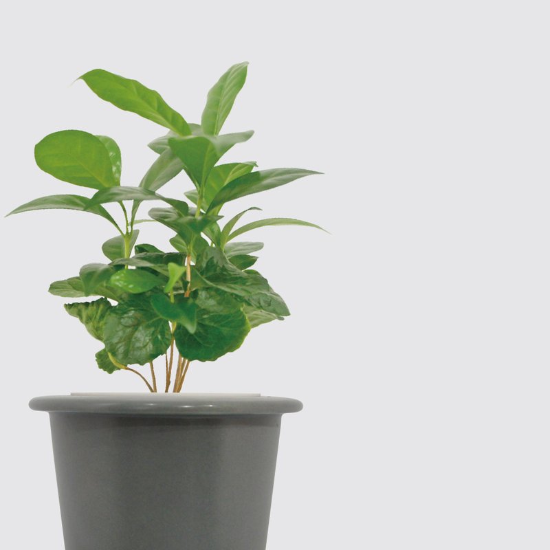 │ 窑瓷系列 │ 咖啡苗 - 宠物友善 室内植物 水耕盆栽 懒人植物 - 植栽/盆栽 - 植物．花 