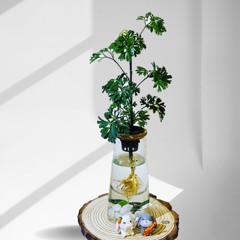 现货 室内网美植栽懒人水耕植栽-芹叶福禄桐+高直透明玻璃瓶 - 植栽/盆栽 - 植物．花 