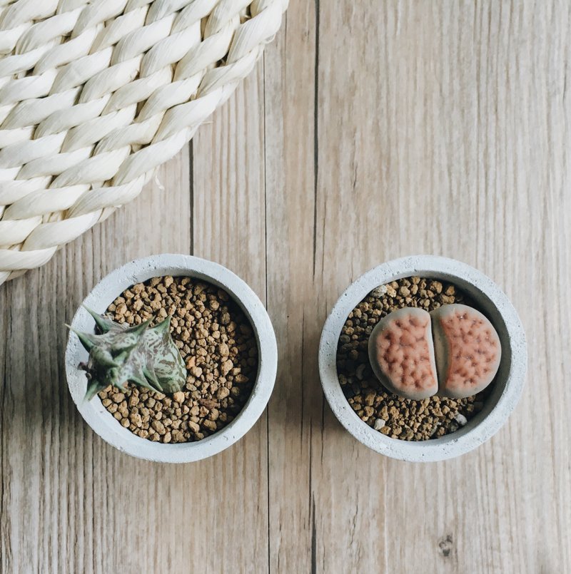 小圆水泥盘花器 (不含植物/多肉) - 植栽/盆栽 - 水泥 灰色