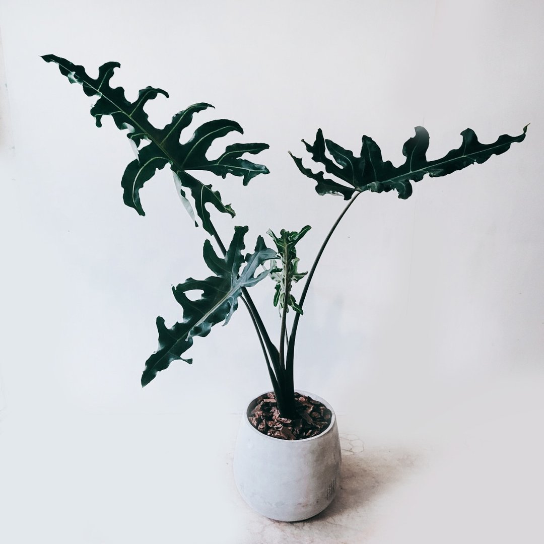 菩提观音莲 - 植栽/盆栽 - 植物．花 灰色